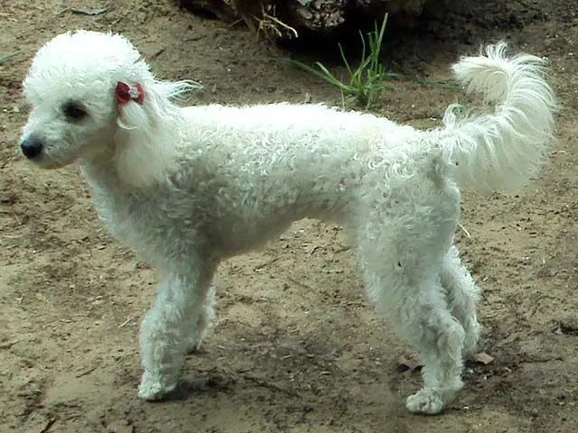 Cachorro ra a Poodle Toy  idade  nome VICK GRATIFICA