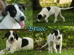 Cachorro raça SRD idade  nome BRUCE