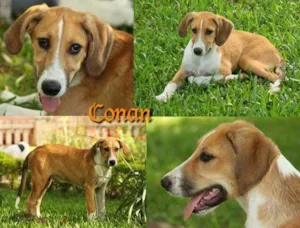 Cachorro raça SRD idade  nome CONAN