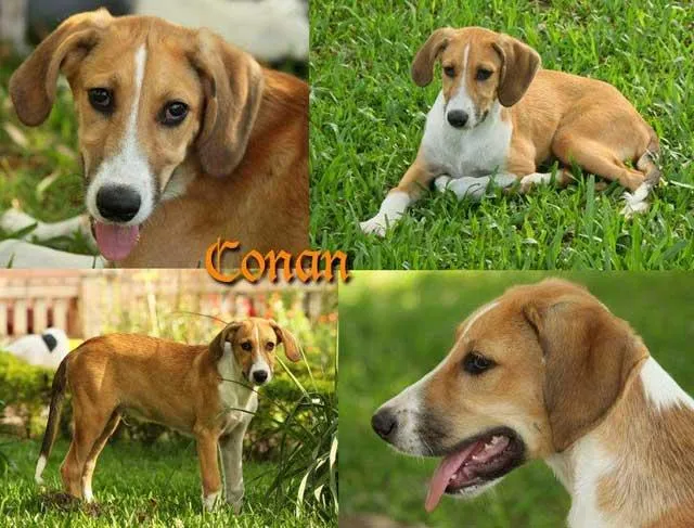 Cachorro ra a SRD idade nome CONAN