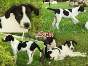 Cachorro raça SRD idade  nome  Logan 