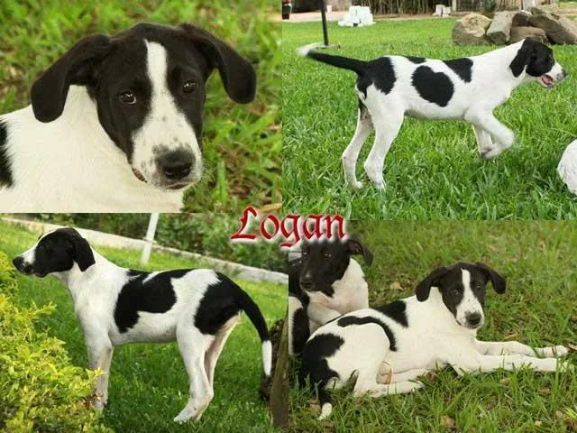 Cachorro ra a SRD idade  nome  Logan 