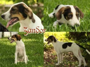 Cachorro raça SRD idade  nome  Zandor 
