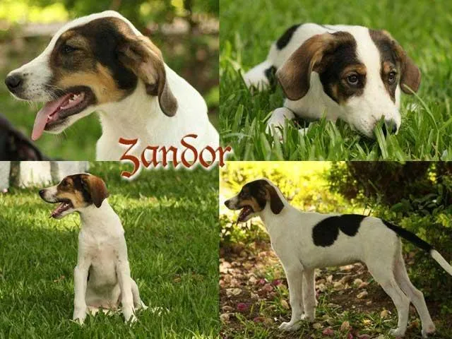 Cachorro ra a SRD idade  nome  Zandor 