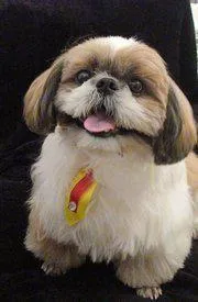 Cachorro ra a Shih Tzu idade 2 anos nome KIKO GRATIFICA