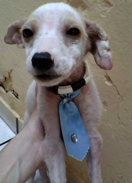 Cachorro ra a SRD idade  nome CHICO