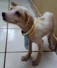 CHICO