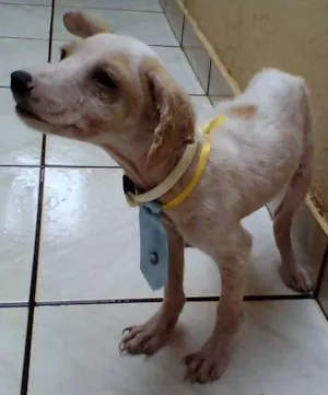 Cachorro raça SRD idade  nome CHICO