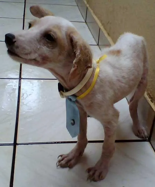 Cachorro ra a SRD idade  nome CHICO