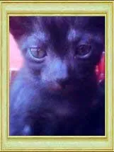 Gato raça SRD idade  nome Fofinha e Lindinha
