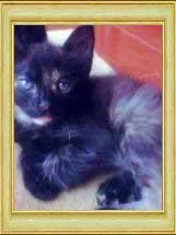 Gato ra a SRD idade  nome Fofinha e Lindinha