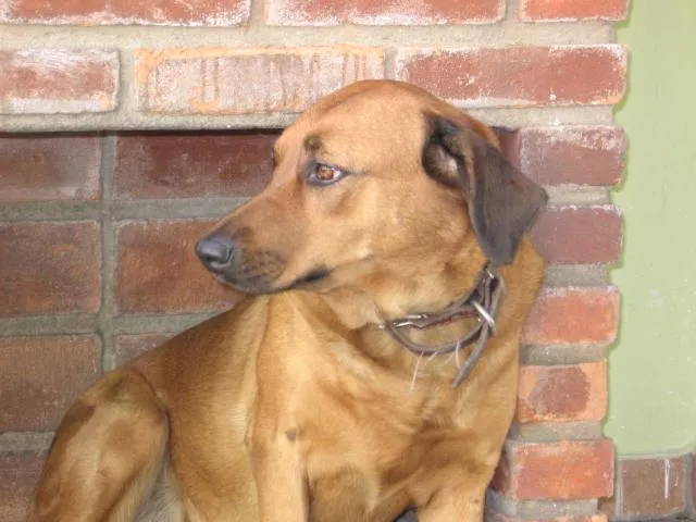Cachorro ra a VIRALATA idade 2 a 6 meses nome PINK