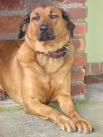 Cachorro ra a VIRALATA idade 2 a 6 meses nome PINK