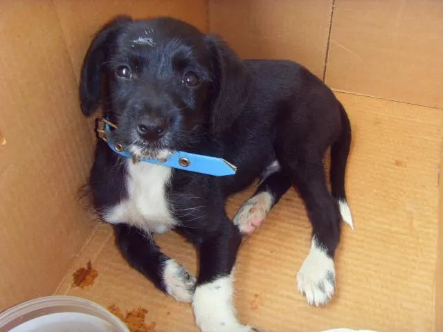 Cachorro ra a SRD idade Abaixo de 2 meses nome Dino