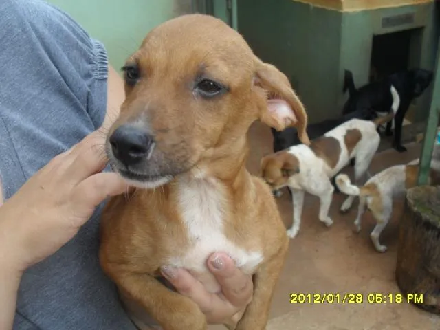 Cachorro ra a srd idade 2 a 6 meses nome sem nome