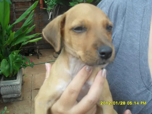 Cachorro ra a SRD idade 2 a 6 meses nome sem nome