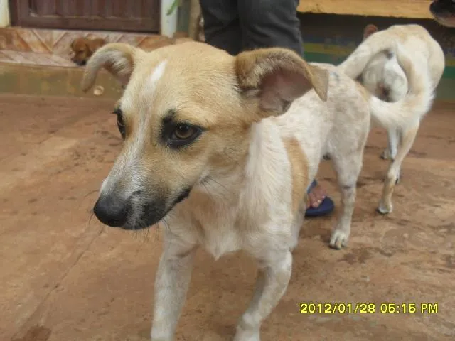 Cachorro ra a SRD idade 2 anos nome sem nome