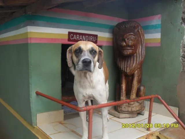 Cachorro ra a srd idade 2 anos nome sem nome