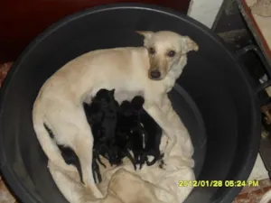 Cachorro raça SRD idade Abaixo de 2 meses nome sem nome