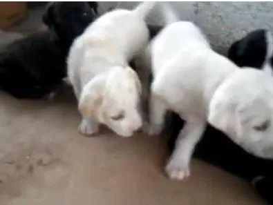 Cachorro ra a não sei idade 2 a 6 meses nome Não tem
