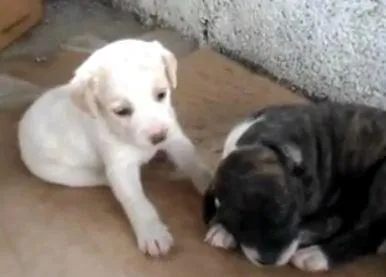 Cachorro ra a não sei idade 2 a 6 meses nome Não tem