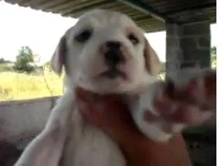 Cachorro ra a não sei idade 2 a 6 meses nome Não tem