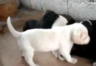 Cachorro ra a não sei idade 2 a 6 meses nome Não tem