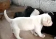 Não tem