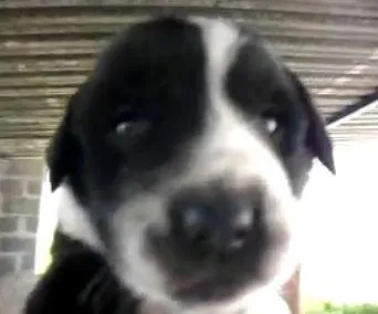 Cachorro ra a não sei idade 2 a 6 meses nome Não tem
