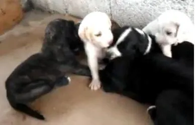 Cachorro ra a não sei idade 2 a 6 meses nome Não tem