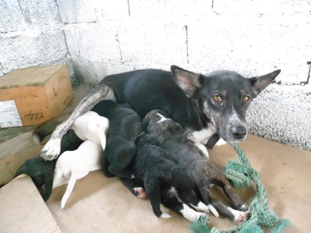 Cachorro ra a não sei idade 2 a 6 meses nome Não tem
