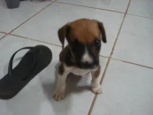 Cachorro raça não sei idade Abaixo de 2 meses nome bebê