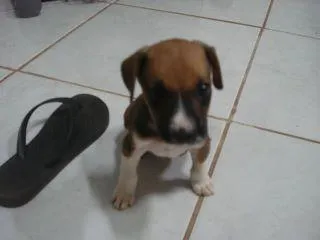 Cachorro ra a não sei idade Abaixo de 2 meses nome bebê
