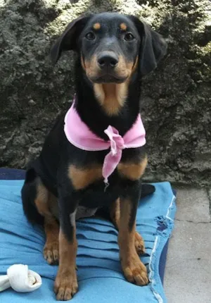Cachorro raça Rottweiler MIX idade 2 a 6 meses nome BELINHA