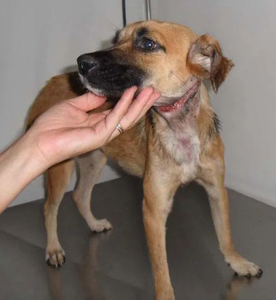 Cachorro ra a SRD idade  nome VITÓRIA