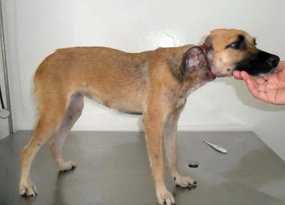 Cachorro ra a SRD idade  nome VITÓRIA