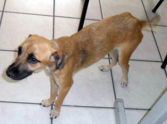 Cachorro ra a SRD idade  nome VITÓRIA