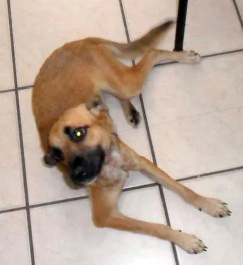 Cachorro ra a SRD idade  nome VITÓRIA
