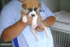 Cachorro raça srd idade Abaixo de 2 meses nome bebê