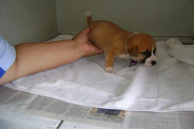 Cachorro ra a srd idade Abaixo de 2 meses nome bebê