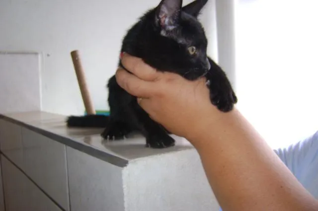 Gato ra a srd idade Abaixo de 2 meses nome Charmosa