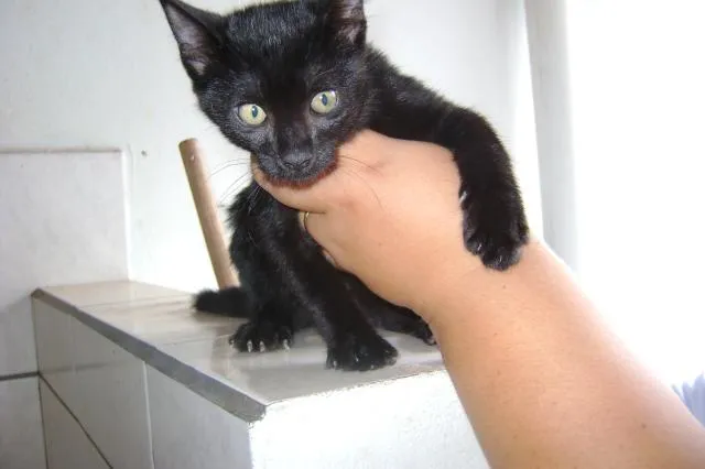 Gato ra a srd idade Abaixo de 2 meses nome Charmosa