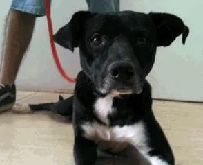 Cachorro ra a Mestiço idade 1 ano nome Pretinho