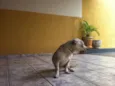 DOGA