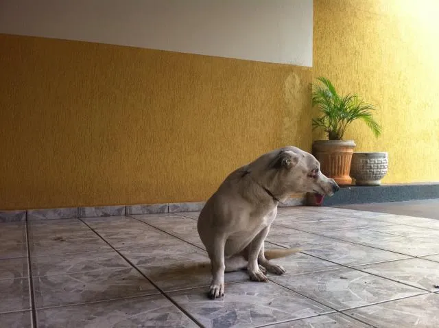Cachorro ra a SRD idade 3 anos nome DOGA