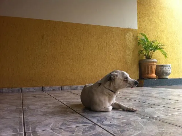 Cachorro ra a SRD idade 3 anos nome DOGA