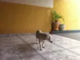DOGA
