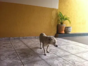 Cachorro raça SRD idade 3 anos nome DOGA