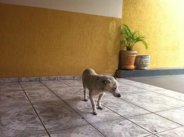 Cachorro ra a SRD idade 3 anos nome DOGA