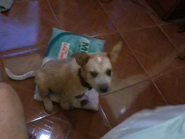 Cachorro ra a RED HEELLER idade 2 a 6 meses nome TEKILA GRATIFICA